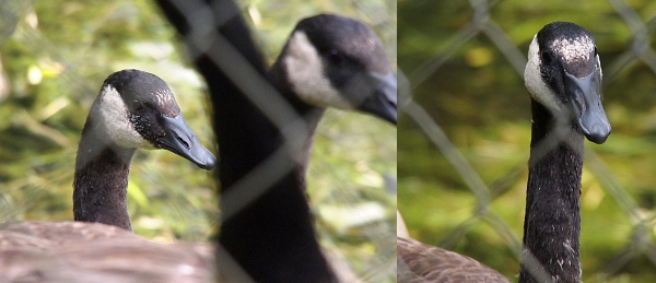 [TWo images have been spiced into one. Both photos were taken through a chain-link fence and fuzzy light-grey diagonals cover both images, but the geese behind the fence are in focus. The image on the left has the head of two geese. The one on the left has thin vertical lines of white between its eyes and leading to its beak. The goose on the right, and thus the middle of the combined image, has fainter white stripes. The goose on the right image has a large white patch between its eyes. There are some faint black lines in the white patch, but white predominates.]